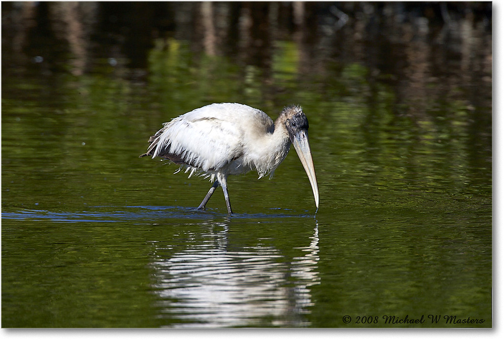 WoodStork_DingDarlingNWR_2008Jan_E0K8433 copy