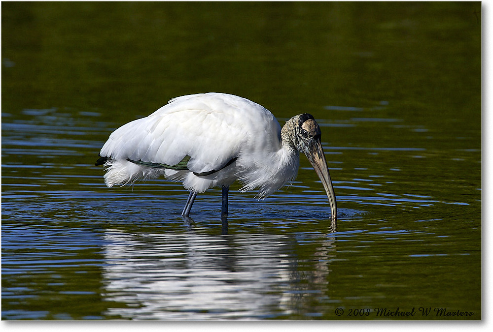 WoodStork_DingDarlingNWR_2008Jan_E0K8435 copy