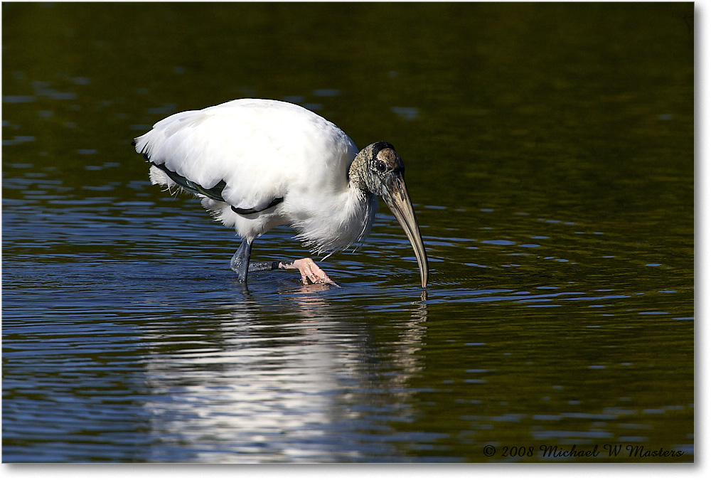 WoodStork_DingDarlingNWR_2008Jan_E0K8447 copy