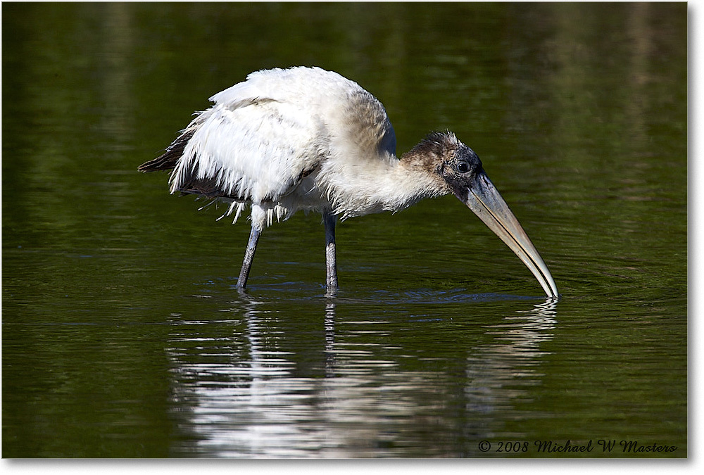 WoodStork_DingDarlingNWR_2008Jan_E0K8484 copy