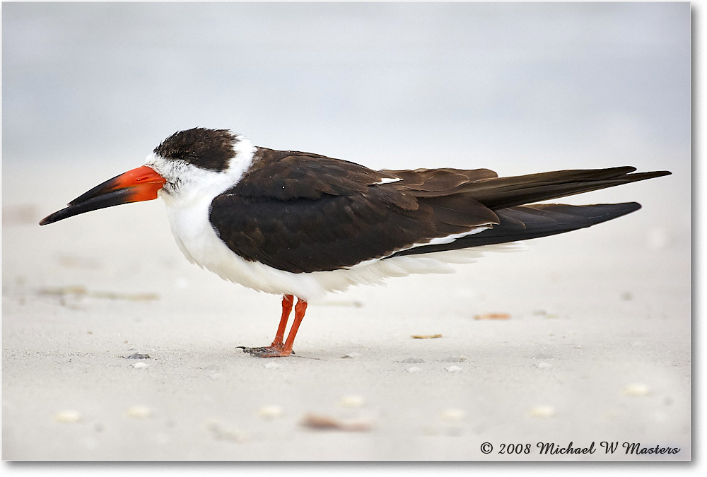 BlackSkimmer_FtDeSotoPark_2008Jan08JA1115 copy