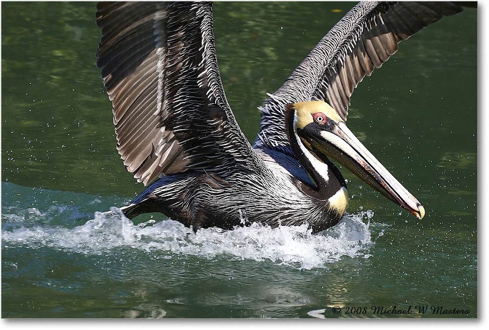 BrownPelican_LidoKey_2008Jan_08JA1136 copy