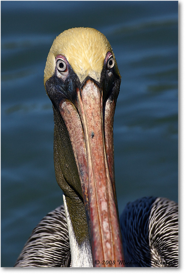 BrownPelican_LidoKey_2008Jan_08JA1200 copy