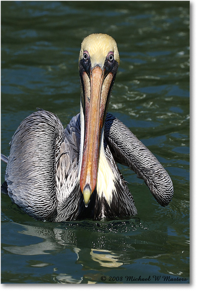 BrownPelican_LidoKey_2008Jan_08JA1219 copy