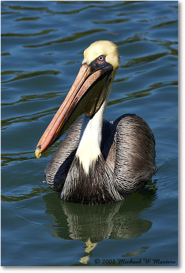 BrownPelican_LidoKey_2008Jan_08JA1230 copy