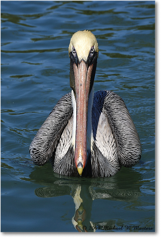 BrownPelican_LidoKey_2008Jan_08JA1234 copy