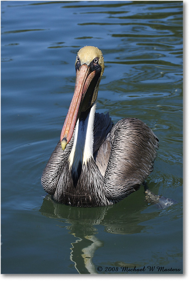 BrownPelican_LidoKey_2008Jan_08JA1357 copy