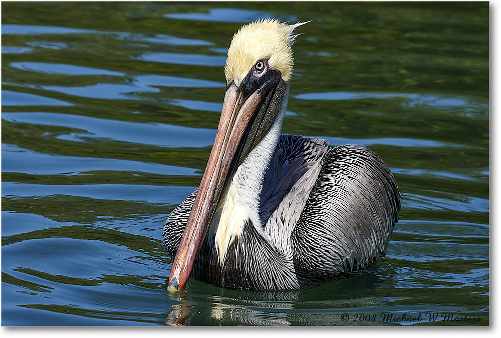 BrownPelican_LidoKey_2008Jan_08JA1391 copy