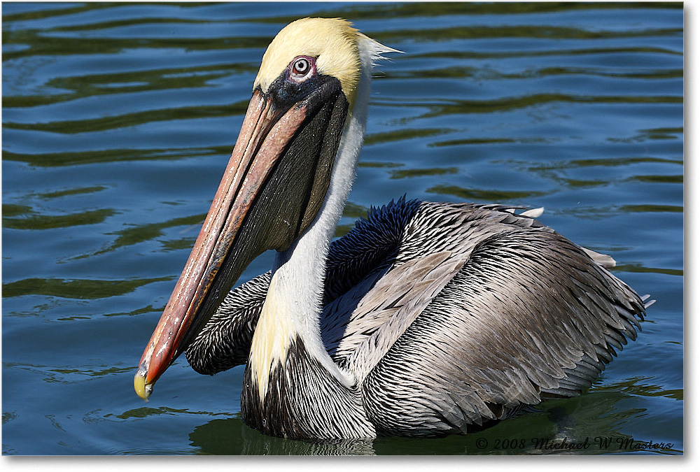 BrownPelican_LidoKey_2008Jan_08JA1399 copy