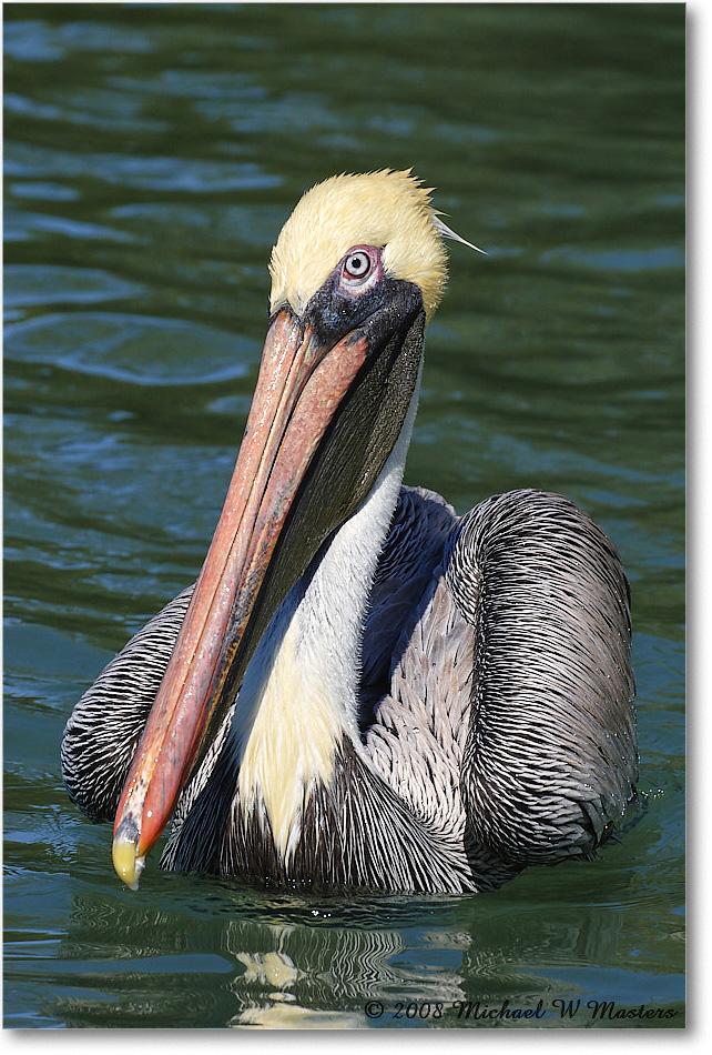 BrownPelican_LidoKey_2008Jan_08JA1433 copy