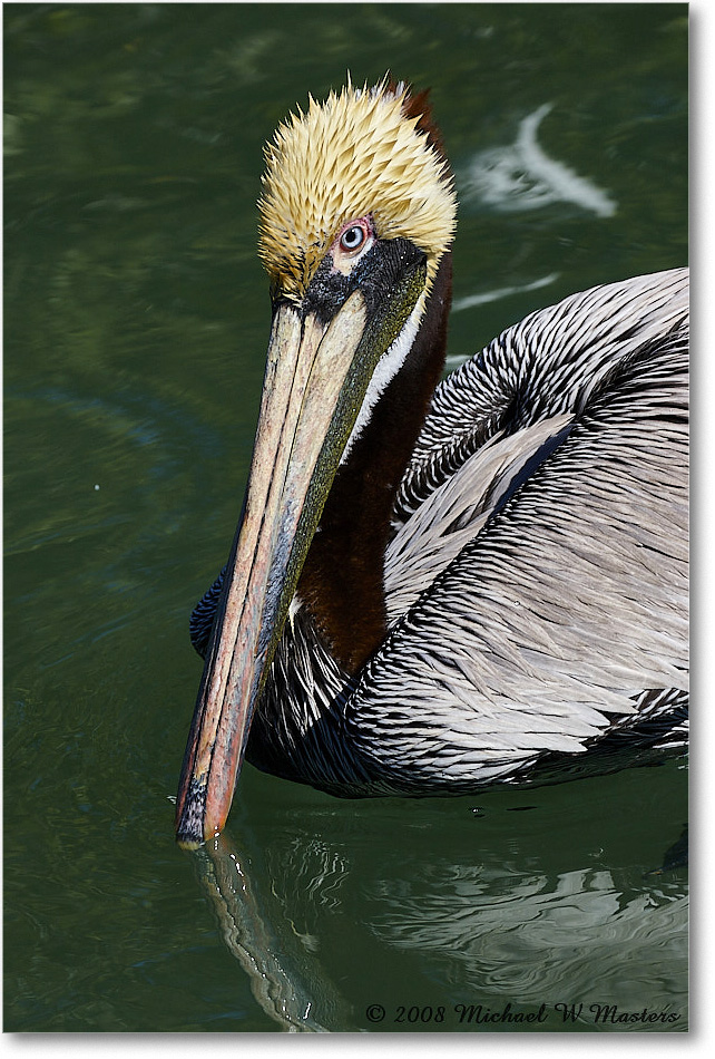 BrownPelican_LidoKey_2008Jan_08JA1456 copy