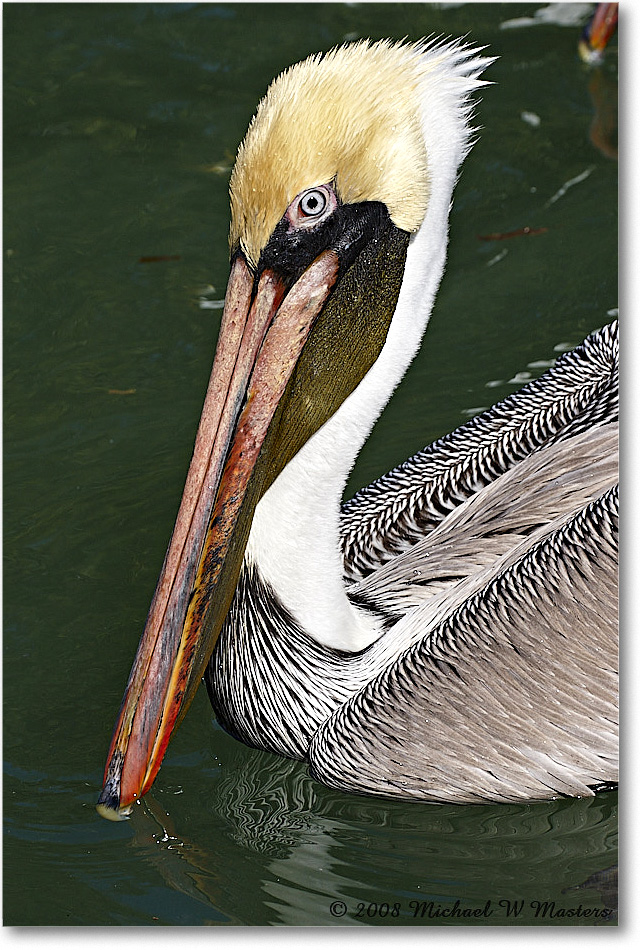 BrownPelican_LidoKey_2008Jan_08JA1473 copy