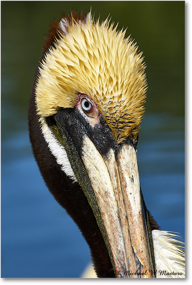 BrownPelican_LidoKey_2008Jan_08JA1500 copy