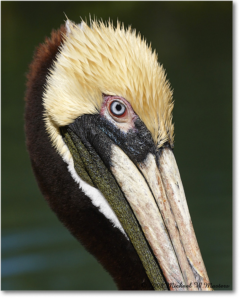 BrownPelican_LidoKey_2008Jan_08JA1505 copy