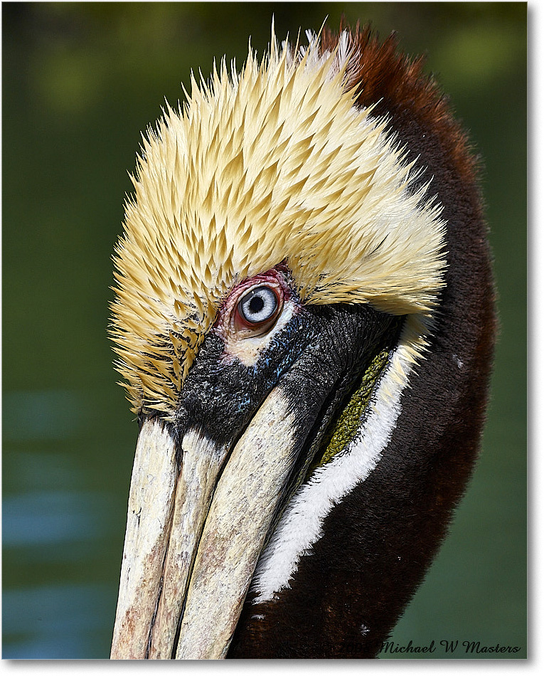 BrownPelican_LidoKey_2008Jan_08JA1519 copy