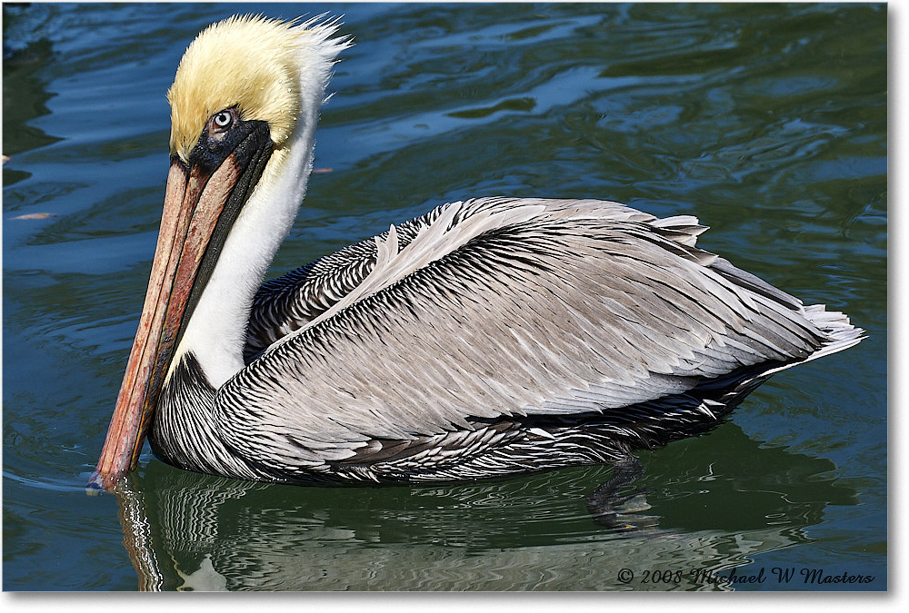 BrownPelican_LidoKey_2008Jan_08JA1576 copy