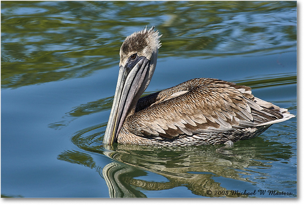 BrownPelican_LidoKey_2008Jan_08JA1722 copy