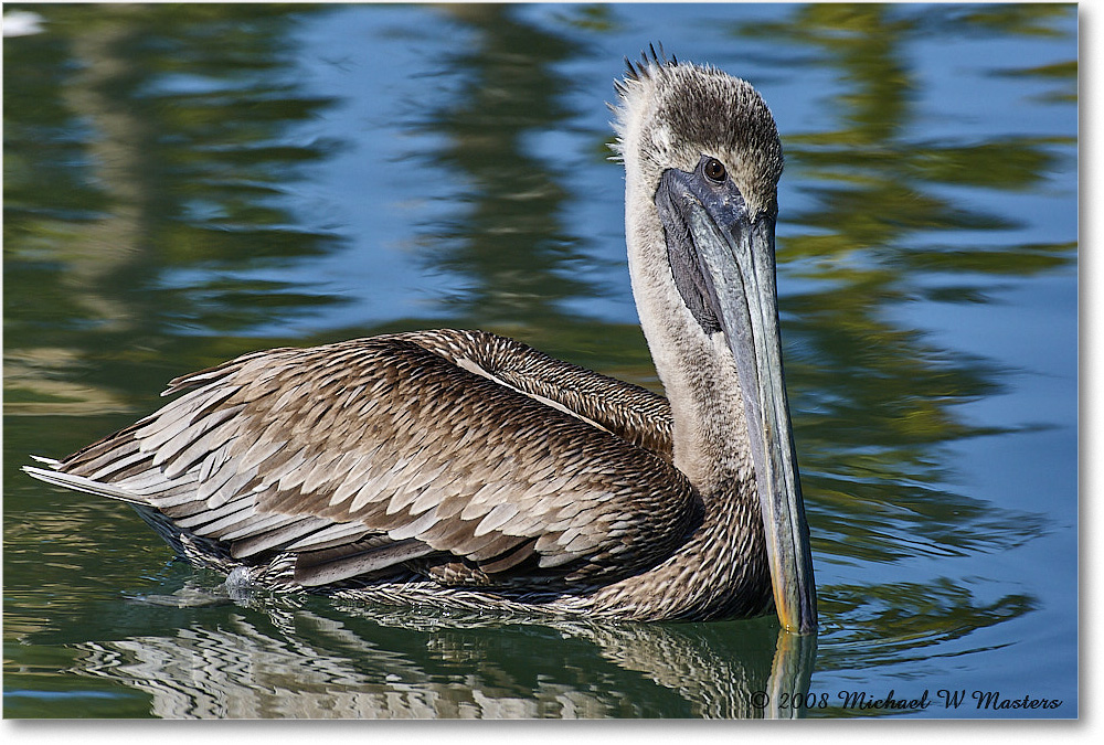 BrownPelican_LidoKey_2008Jan_08JA1729 copy