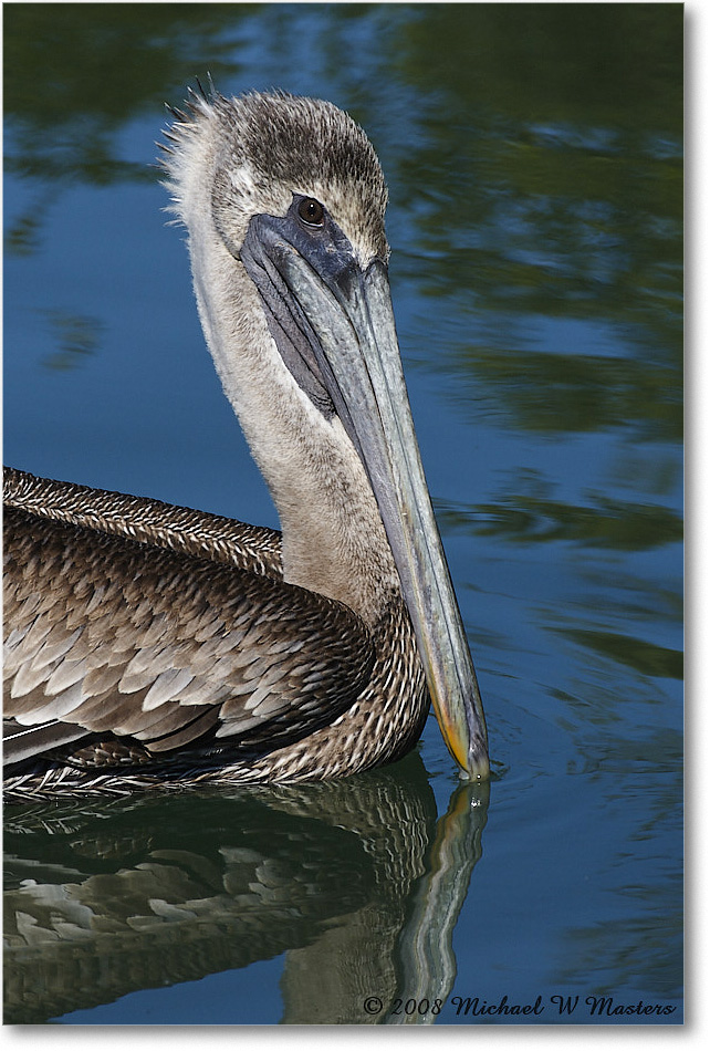 BrownPelican_LidoKey_2008Jan_08JA1747 copy