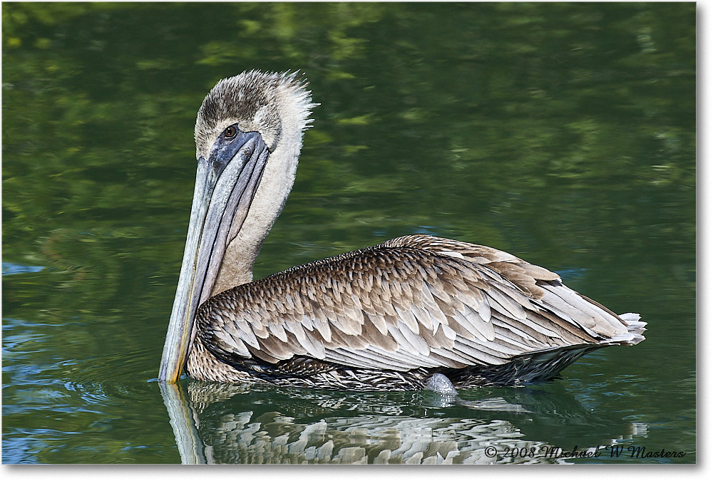 BrownPelican_LidoKey_2008Jan_08JA1775 copy