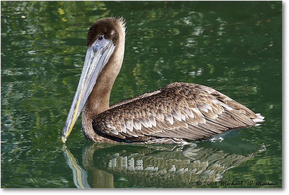 BrownPelican_LidoKey_2008Jan_08JA1793 copy