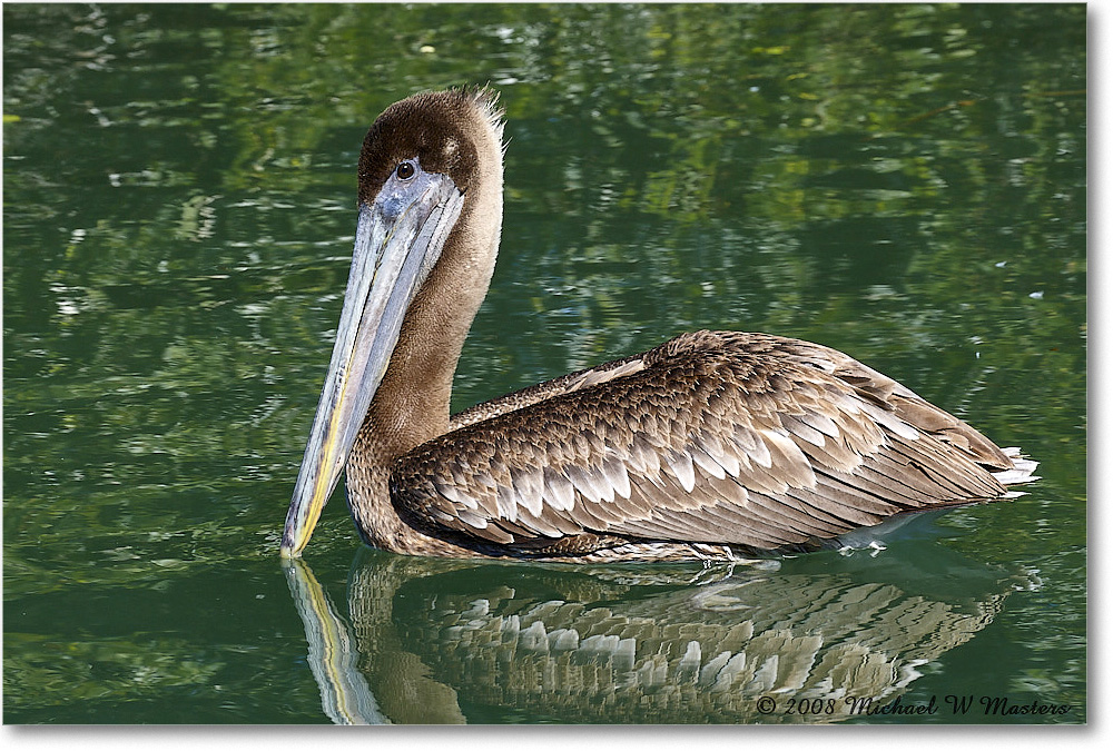 BrownPelican_LidoKey_2008Jan_08JA1799 copy