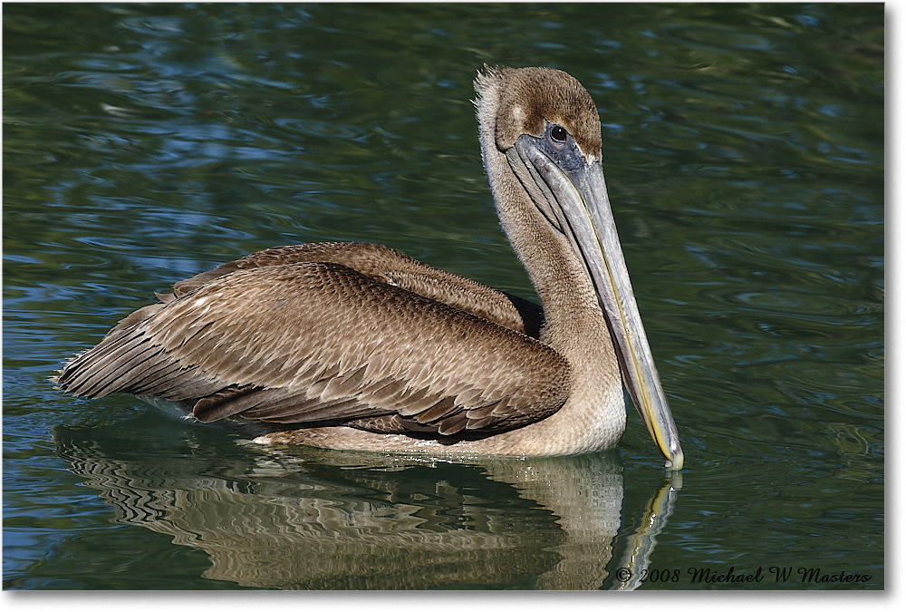 BrownPelican_LidoKey_2008Jan_08JA1821 copy