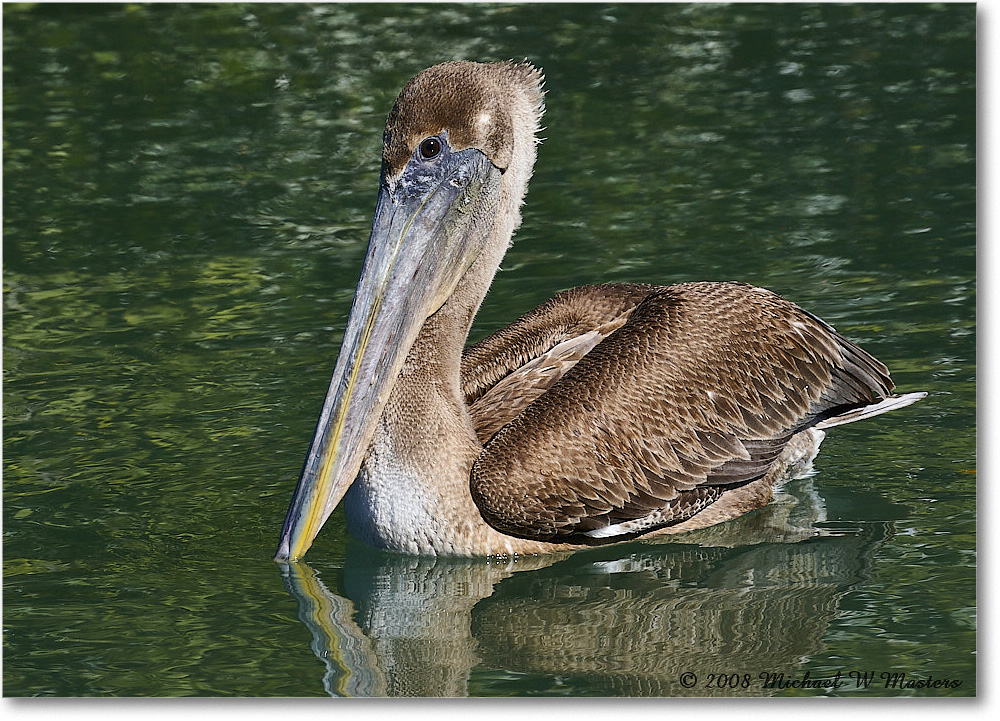 BrownPelican_LidoKey_2008Jan_08JA1828 copy