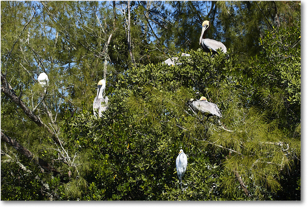 BrownPelican_LidoKey_2008Jan_08JA1836 copy