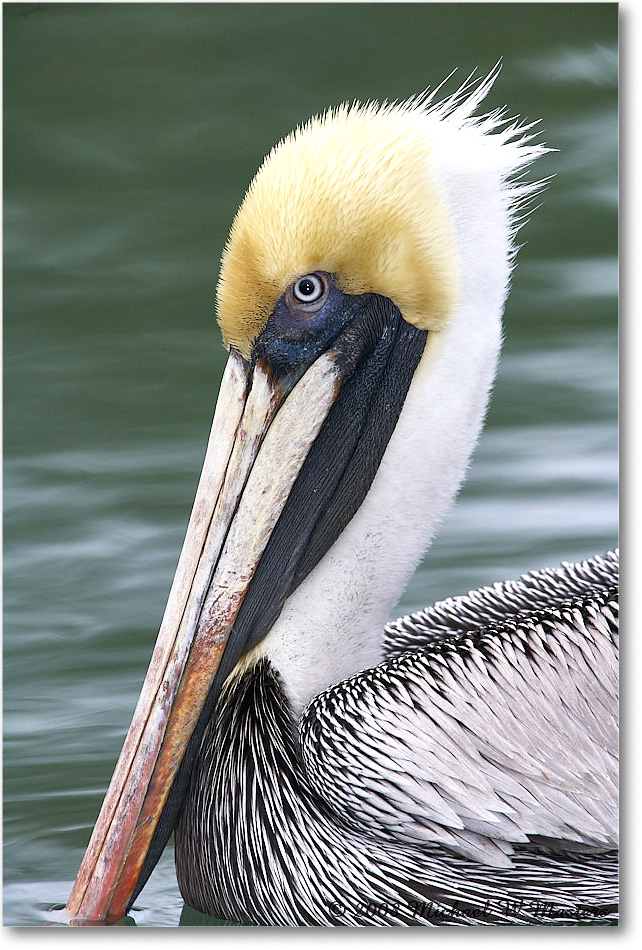 BrownPelican_LidoKey_2008Jan_E0K6820 copy