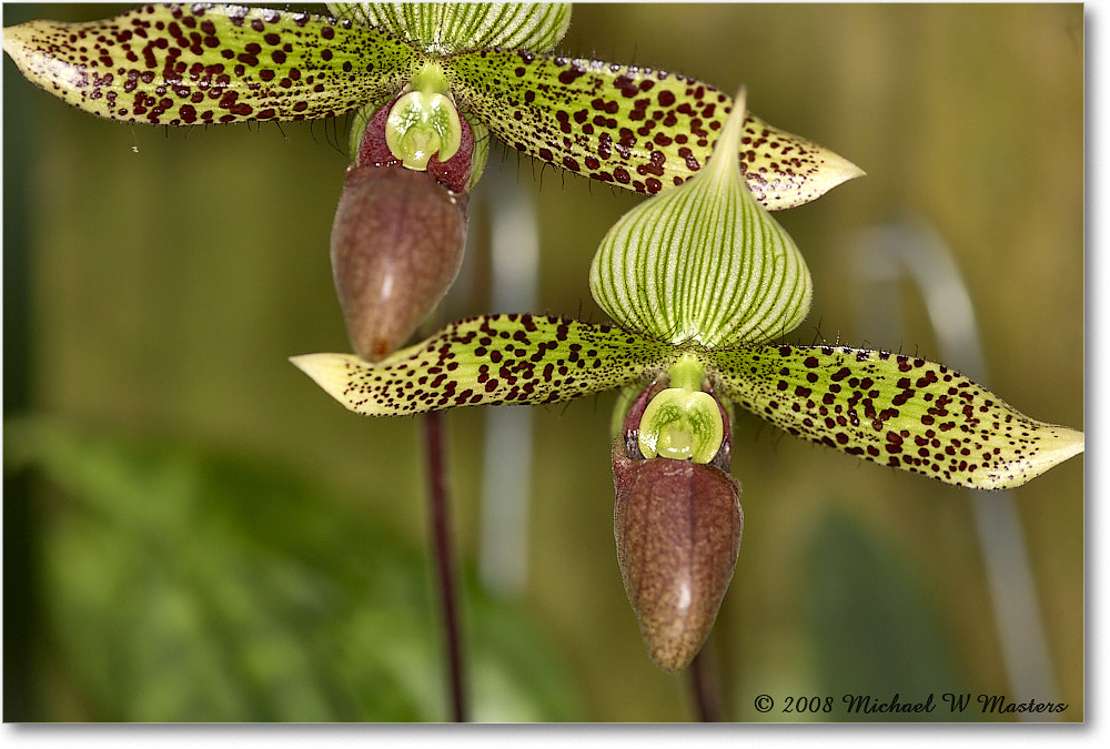 Flower_SelbyGardens_2008Jan_E0K7021 copy