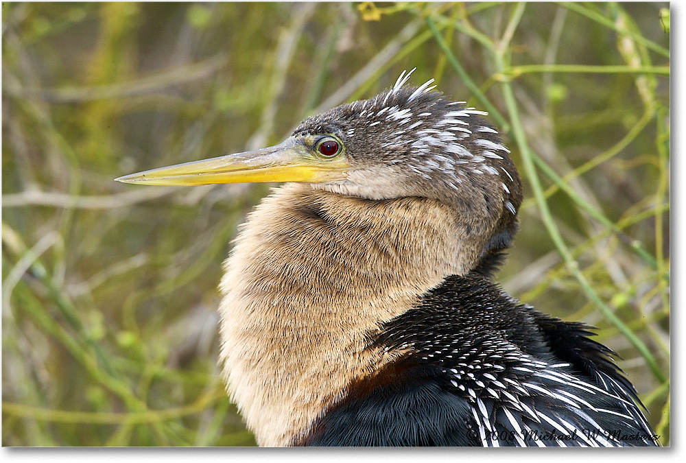 Anhinga_SharkValley_2008Jan_E0K8669 copy