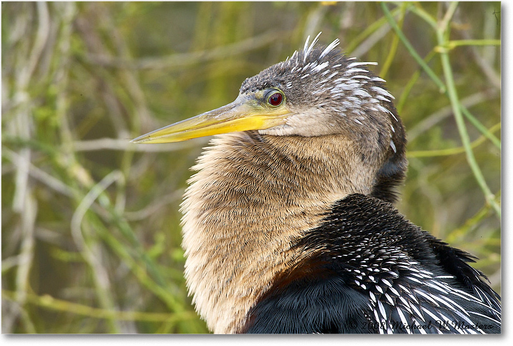 Anhinga_SharkValley_2008Jan_E0K8673 copy