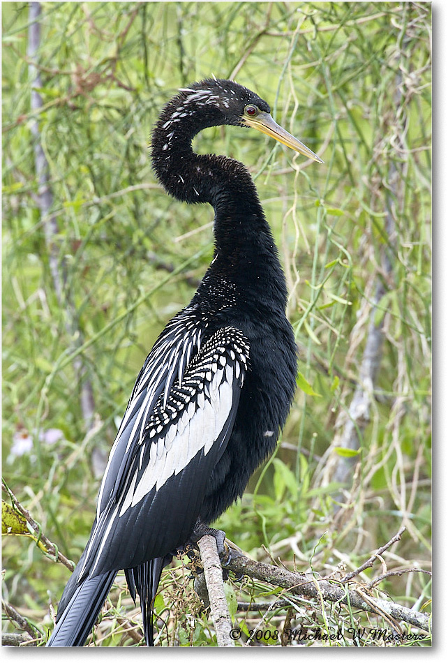 Anhinga_SharkValley_2008Jan_E0K8678 copy