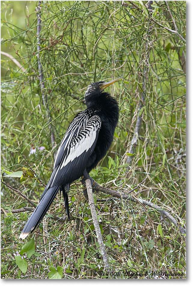 Anhinga_SharkValley_2008Jan_E0K8681 copy