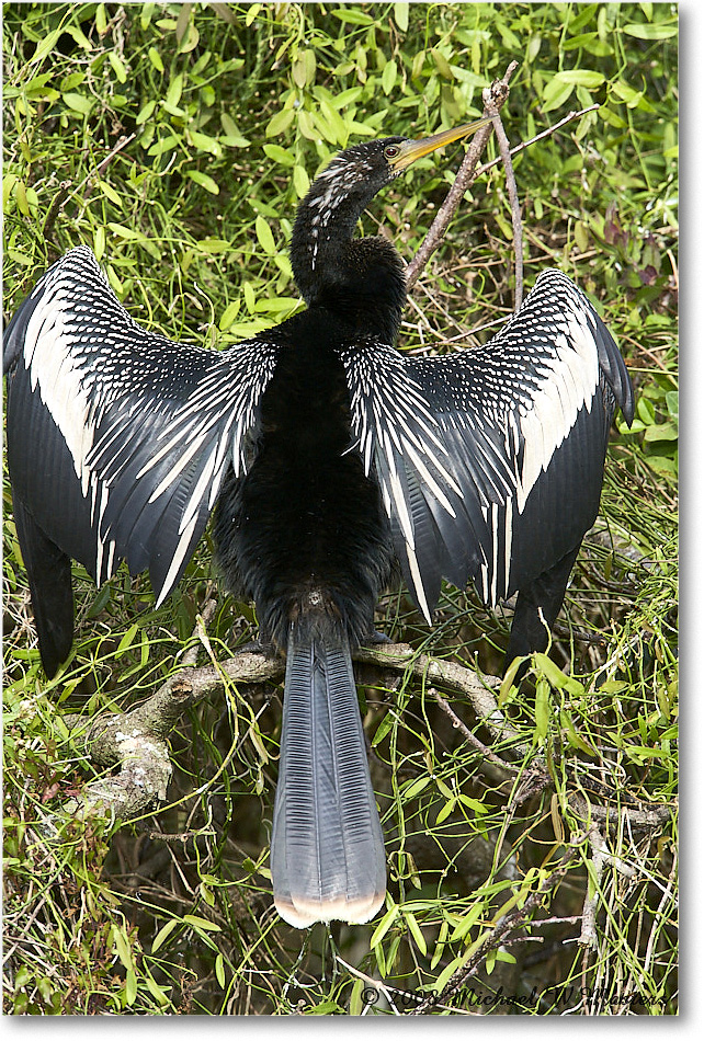 Anhinga_SharkValley_2008Jan_E0K8711 copy