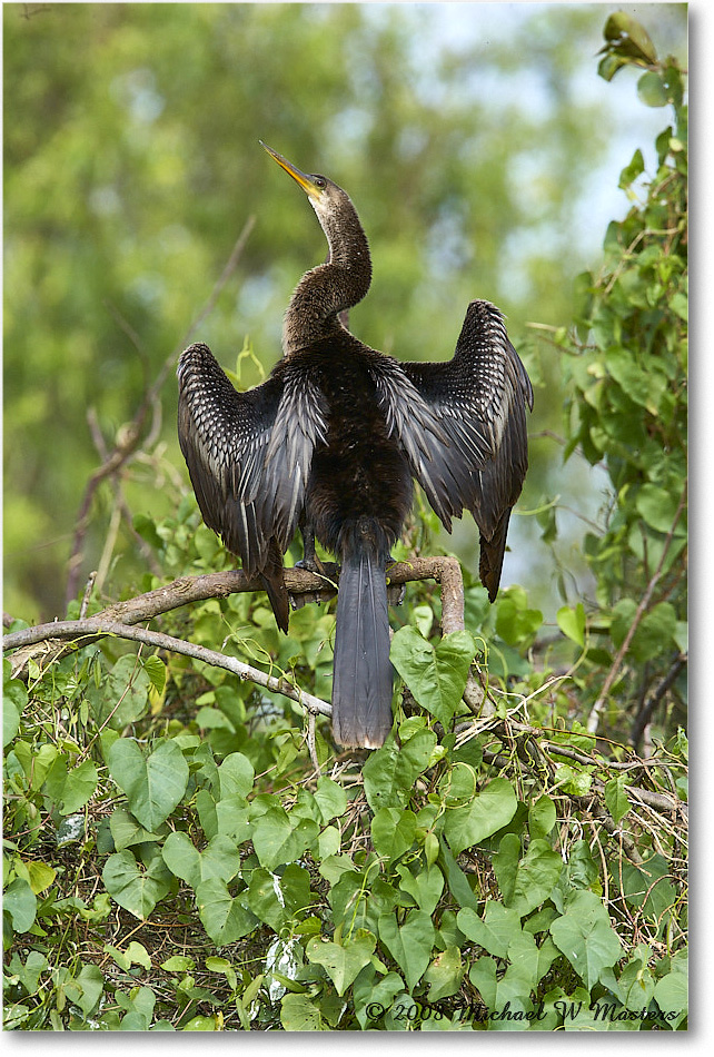 Anhinga_SharkValley_2008Jan_E0K8717 copy