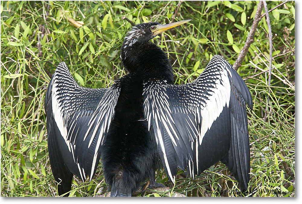 Anhinga_SharkValley_2008Jan_E0K8720 copy