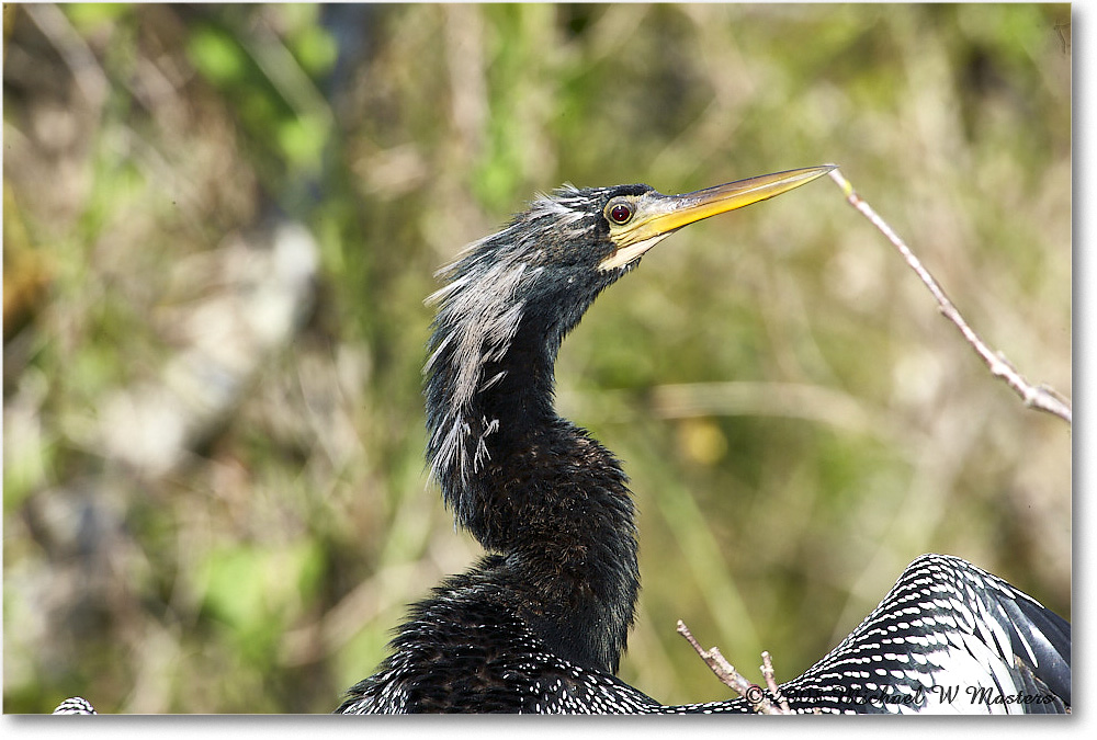 Anhinga_SharkValley_2008Jan_E0K8796 copy