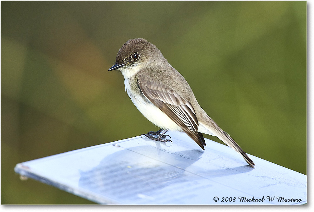 EasternPhoebe_SharkValley_2008Jan_E0K8736 copy