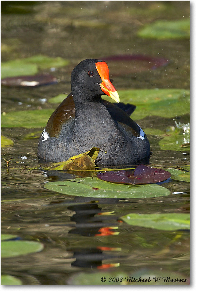 Moorhen_SharkValley_2008Jan_E0K8760 copy