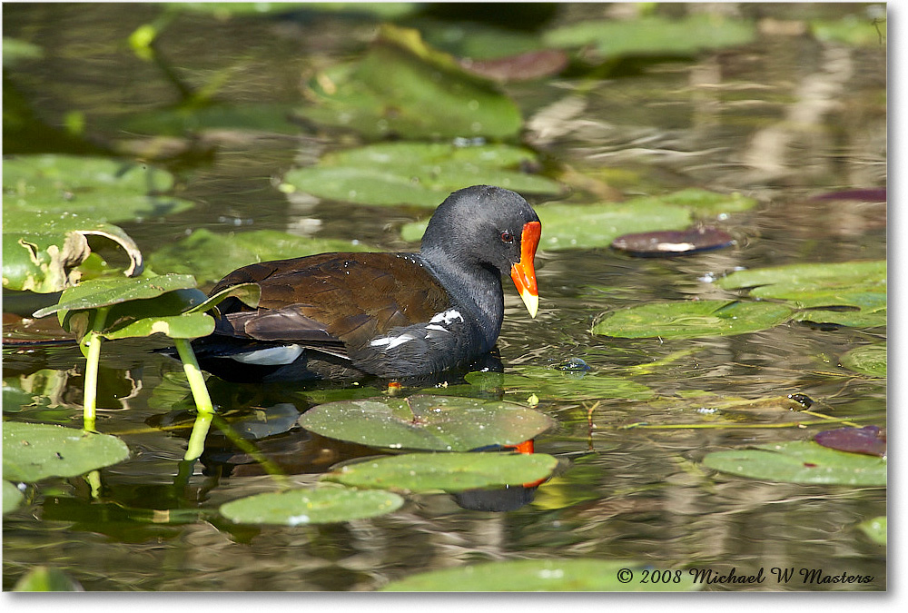 Moorhen_SharkValley_2008Jan_E0K8764 copy