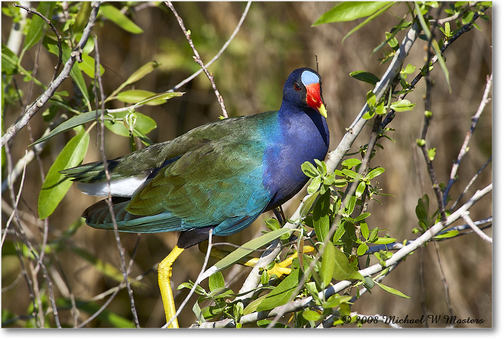 PurpleGallinule_SharkValley_2008Jan_E0K8788 copy