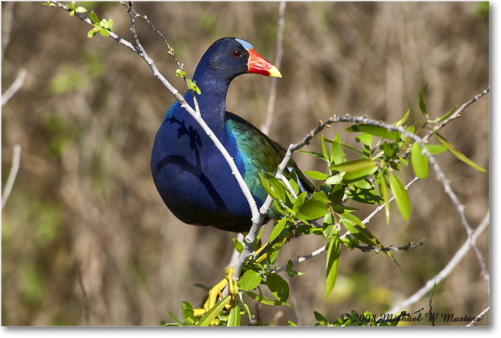 PurpleGallinule_SharkValley_2008Jan_E0K8794 copy