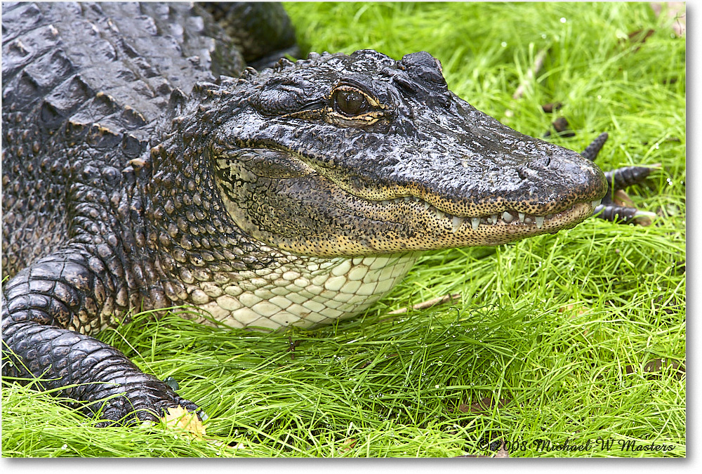 Alligator_StAugustine_2008Jan_E0K2682 copy