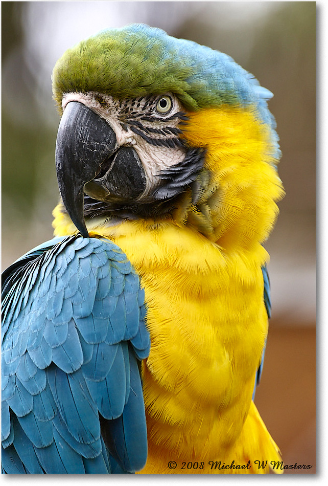 BlueYellowMacaw_StAugustine_2008Jan08JA0904 copy