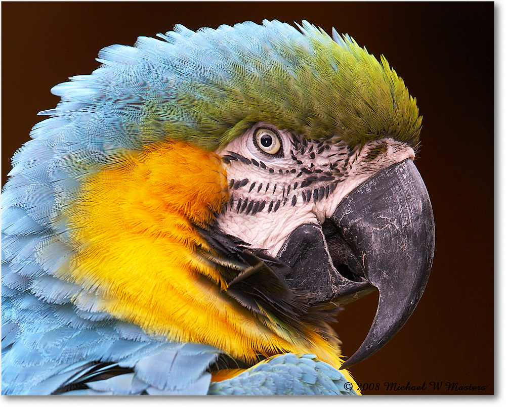 BlueYellowMacaw_StAugustine_2008Jan_E0K2742 copy