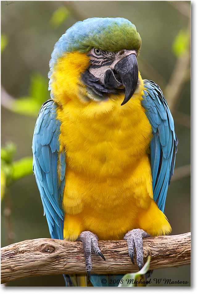 BlueYellowMacaw_StAugustine_2008Jan_E0K2749 copy