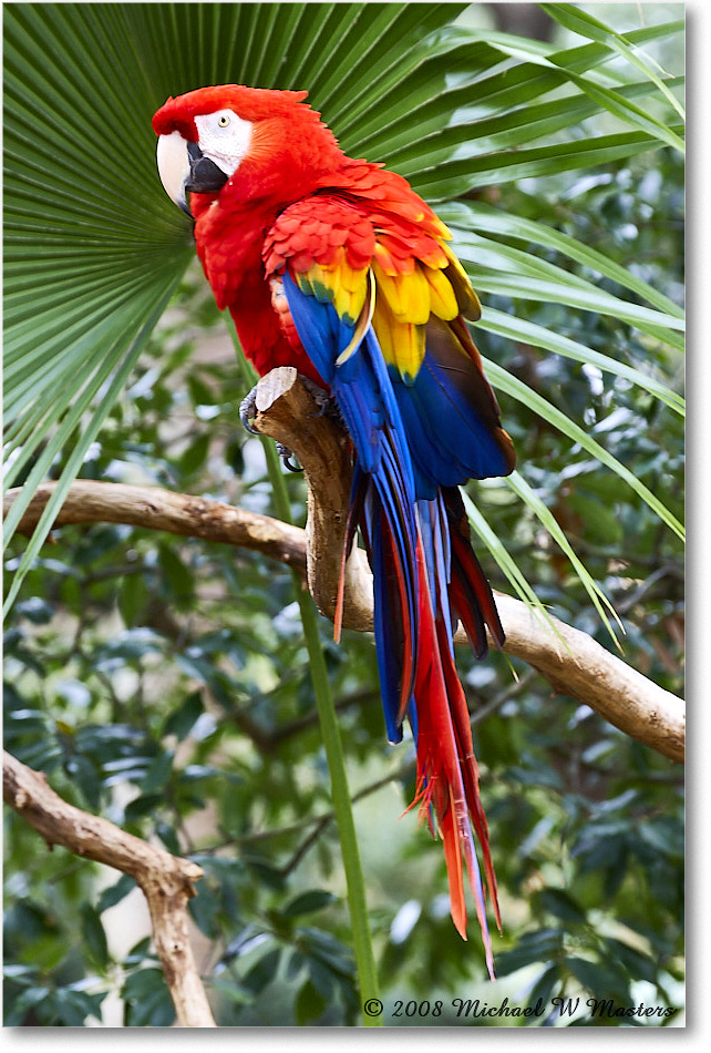 ScarletMacaw_StAugustine_2008Jan08JA0905 copy