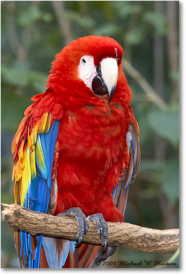 ScarletMacaw_StAugustine_2008Jan_E0K2739 copy